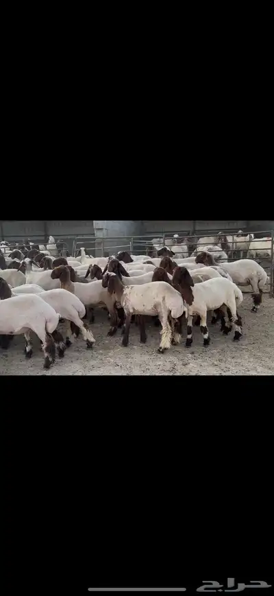 جذعات نعيم صنف . 6