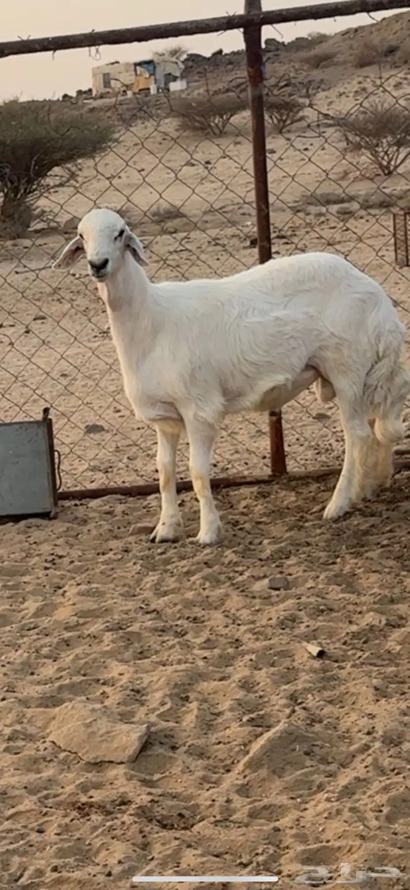 طلي صنف للبيع 3