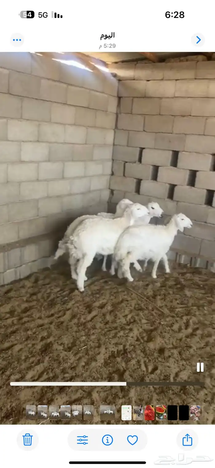 ذبائح ثلاجه ذبائح مناسبات 10