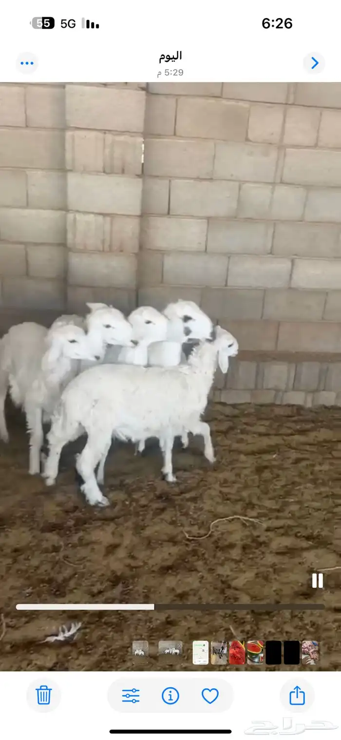 ذبائح ثلاجه ذبائح مناسبات 15