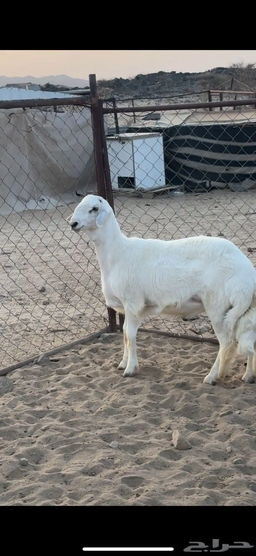 طلي صنف للبيع 5