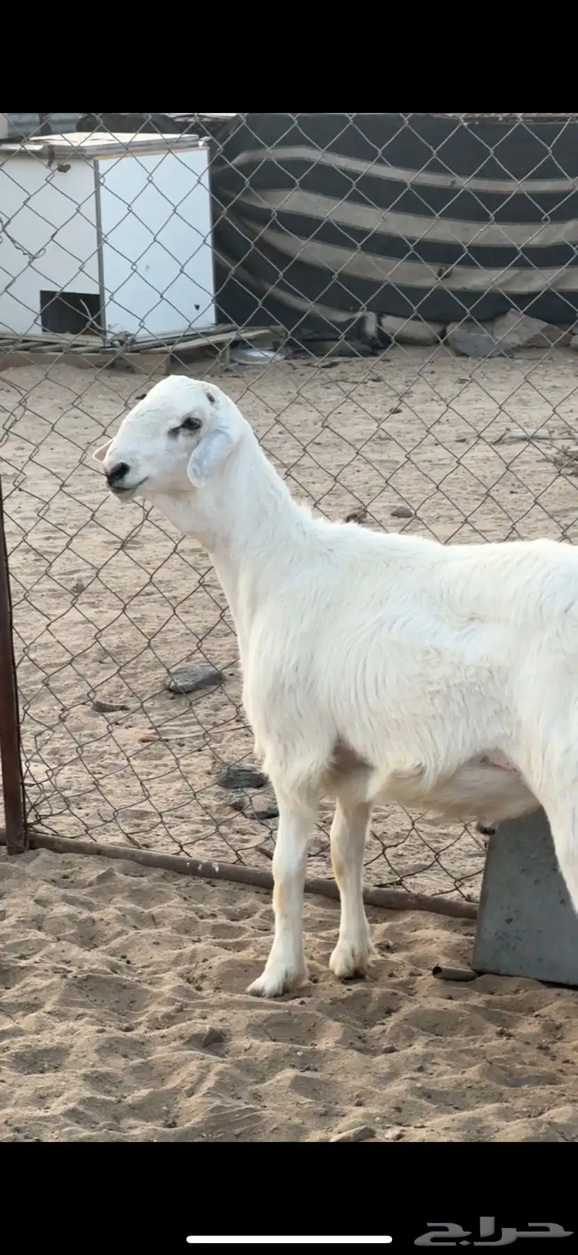 طلي صنف للبيع 4
