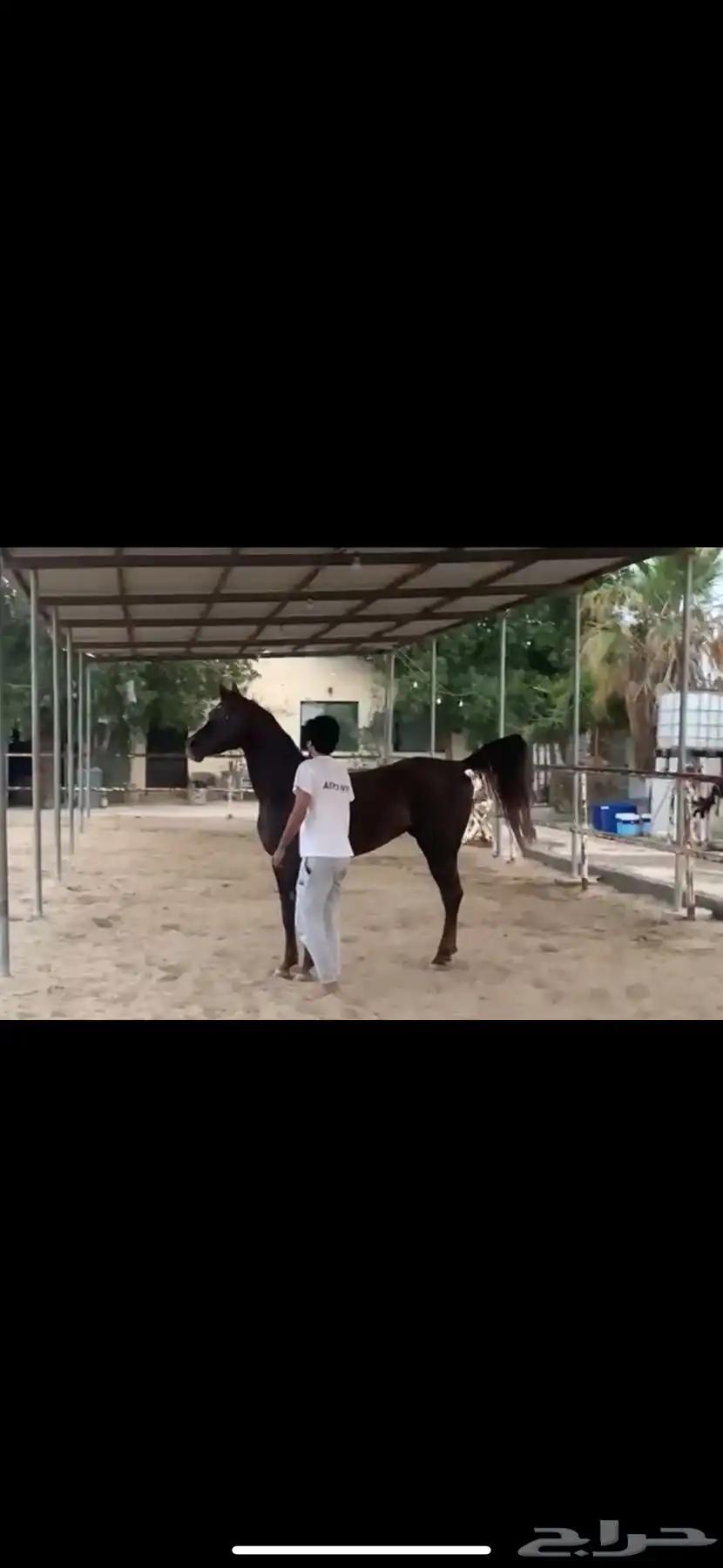 حصان واهو مسجل متعلم رقص 4