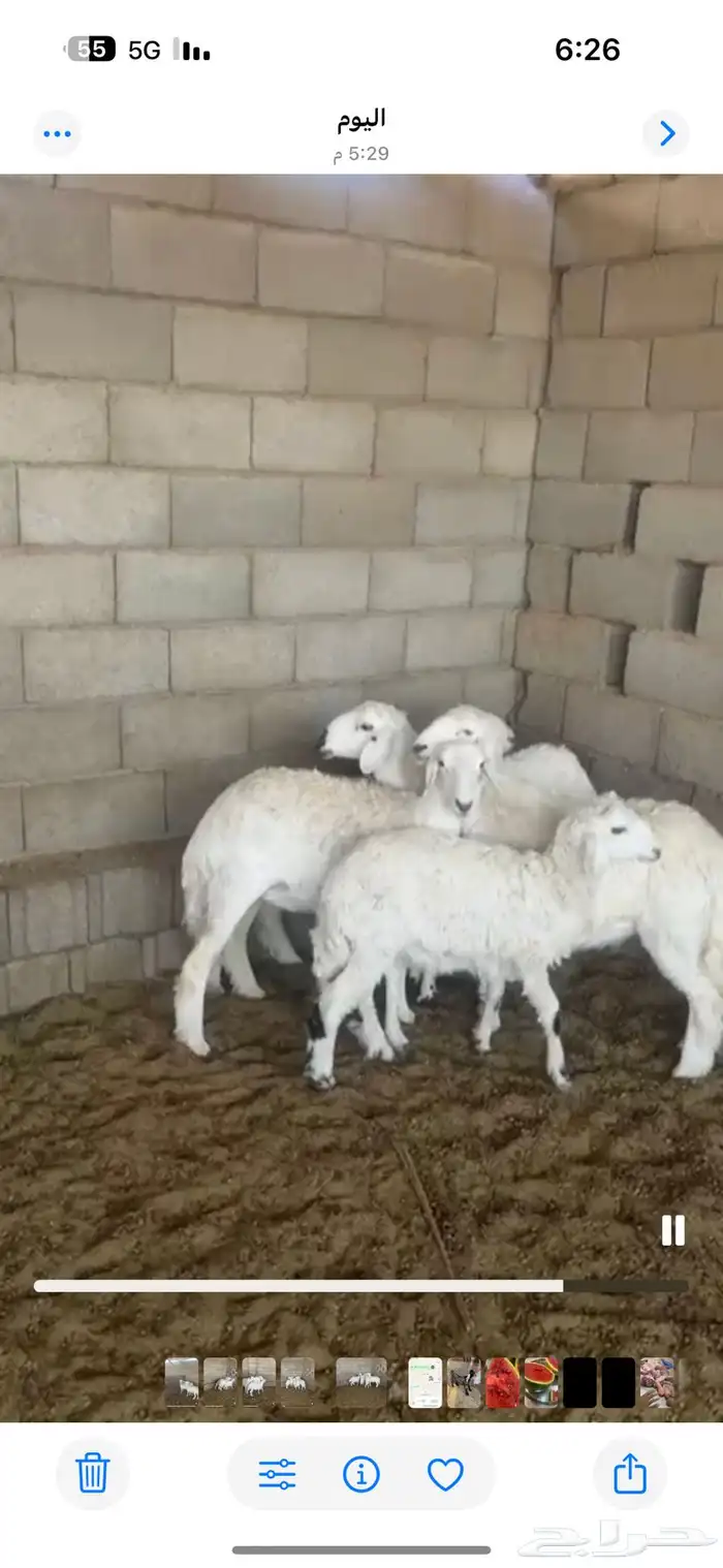 ذبائح ثلاجه ذبائح مناسبات 11