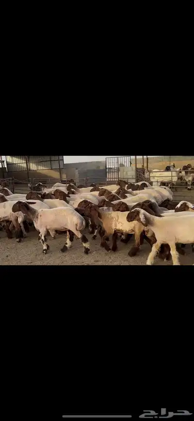 جذعات نعيم صنف . 1