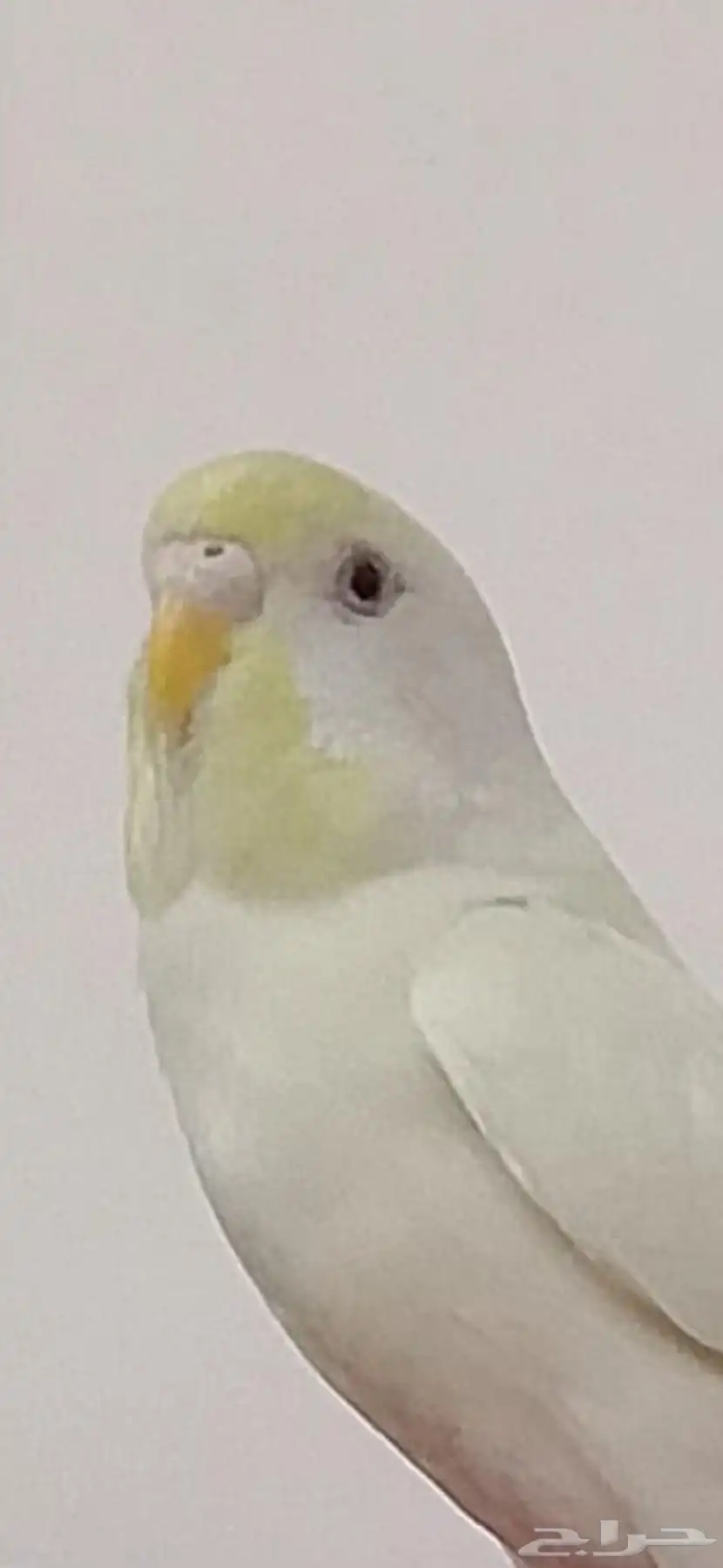 طير ضايع 0