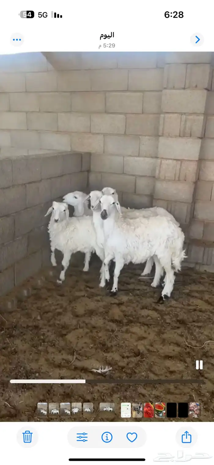 ذبايح طليان حري 6شهور اتصل وازهلها 7