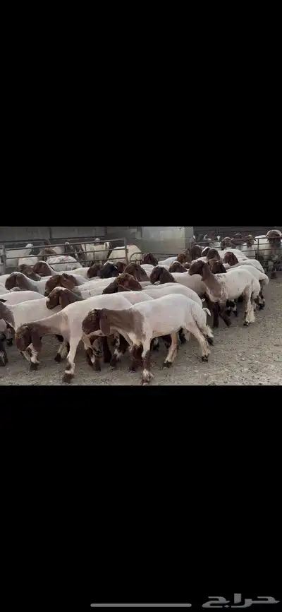 جذعات نعيم صنف . 4