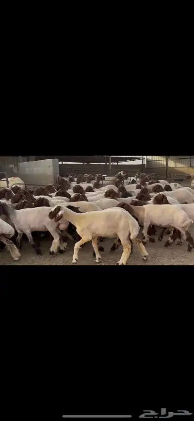 جذعات نعيم صنف . 3