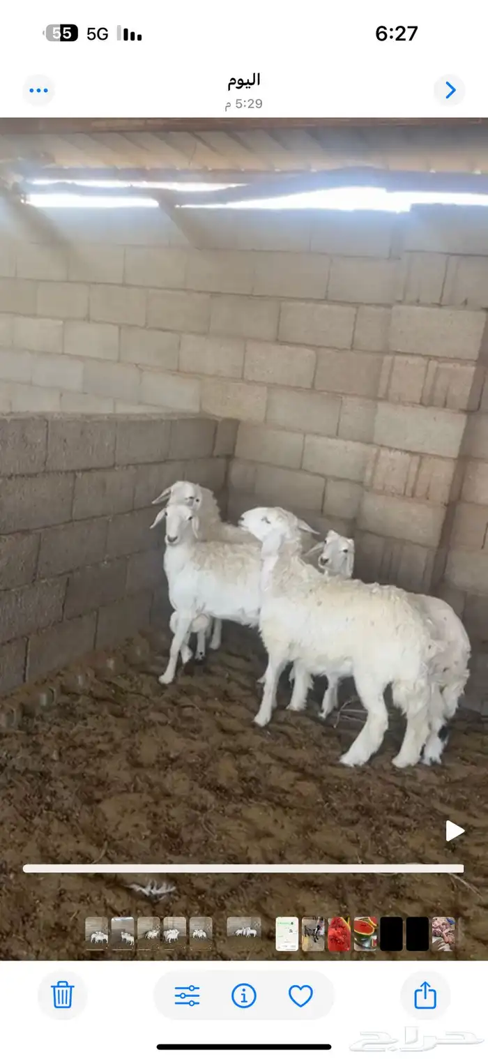 ذبايح طليان حري 6شهور اتصل وازهلها 6