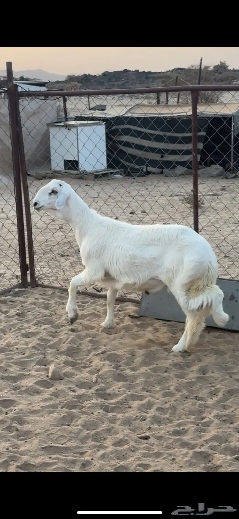 طلي صنف للبيع 2
