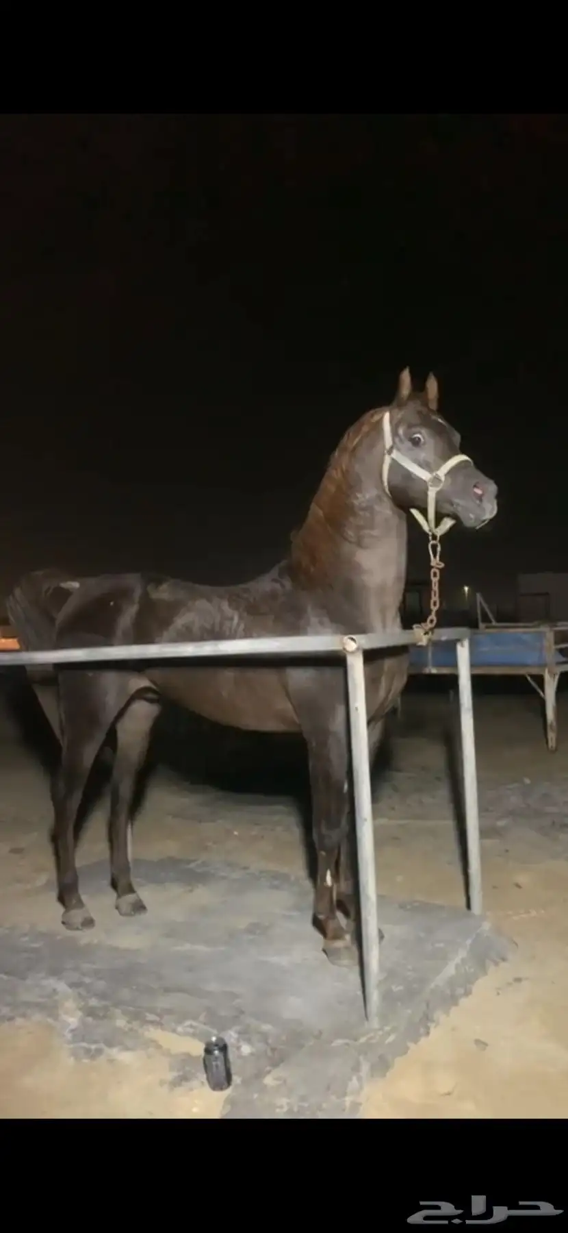 حصان واهو مسجل متعلم رقص 1