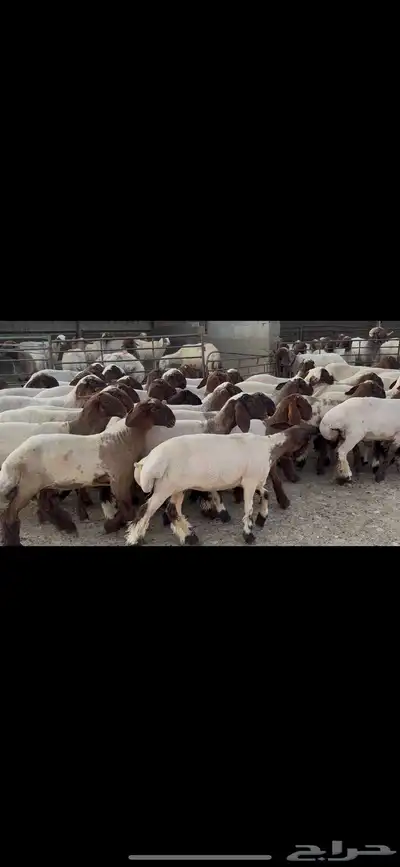 جذعات نعيم صنف . 2