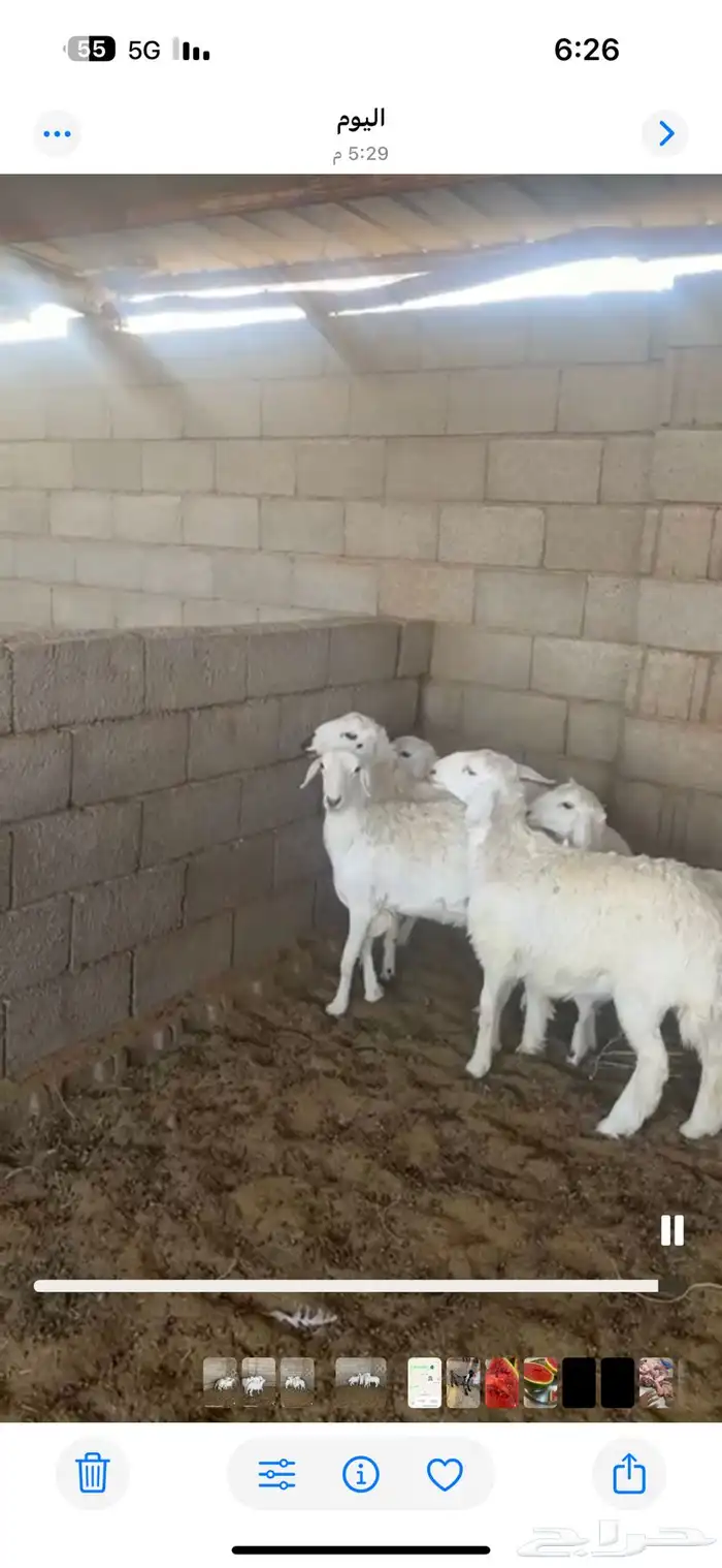 طليان حري و طليان ورخال ذبايح لباب البيت المدينه المنور 19