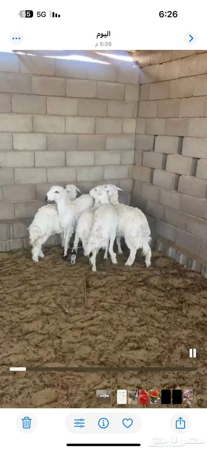 سيف ذبايح اتصل وازهلها 9