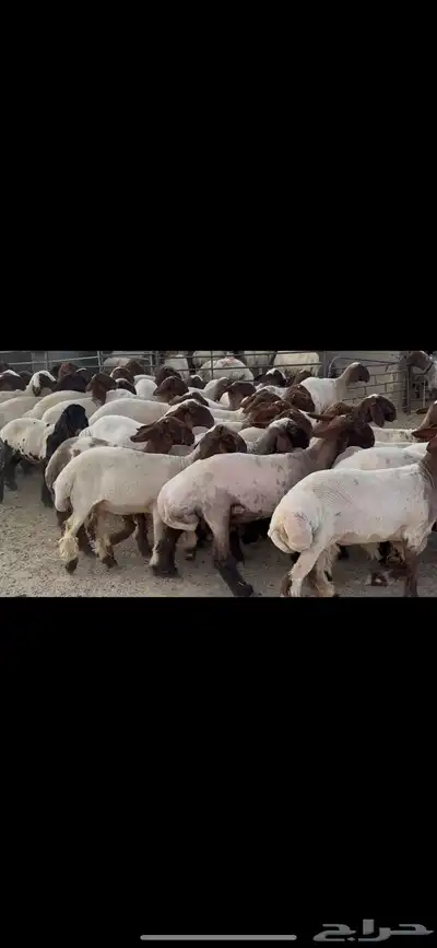 جذعات نعيم صنف . 5