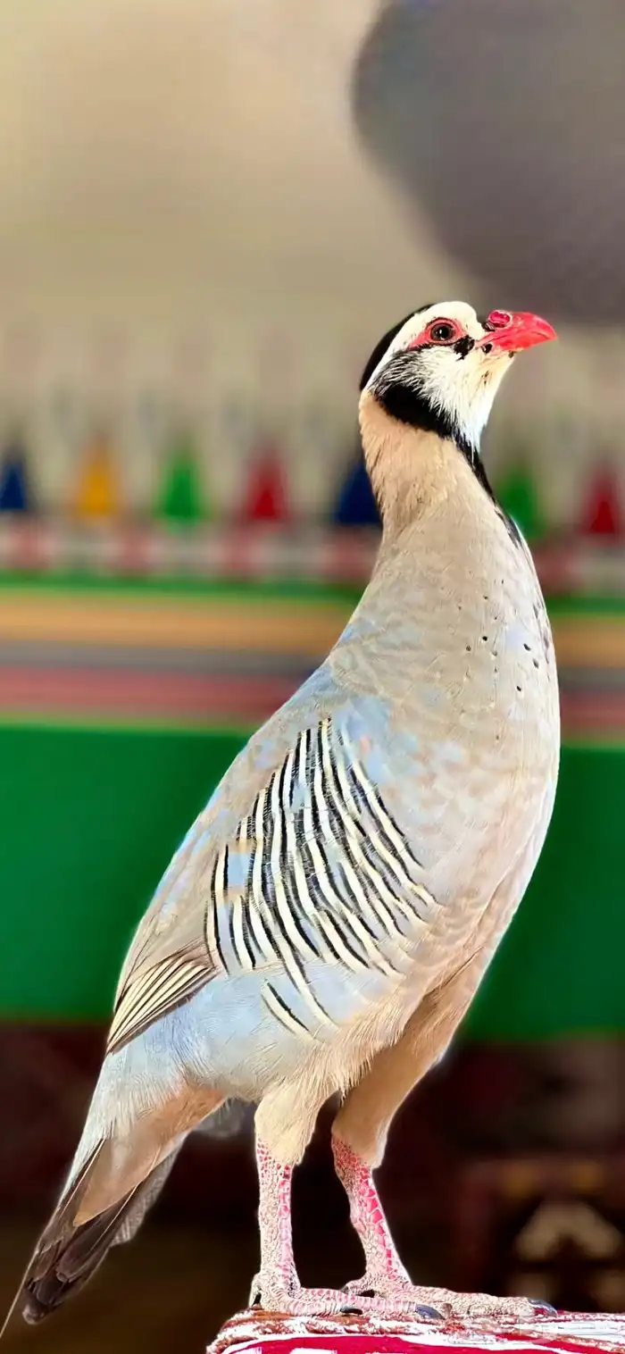 الي عنده فروخ قهابا للبيع 0