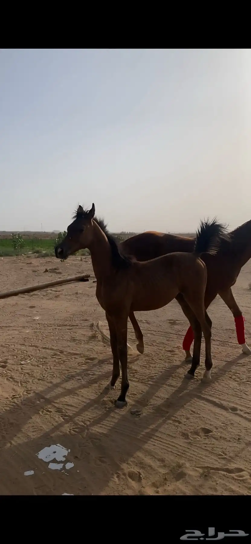 مهر شعبي 2