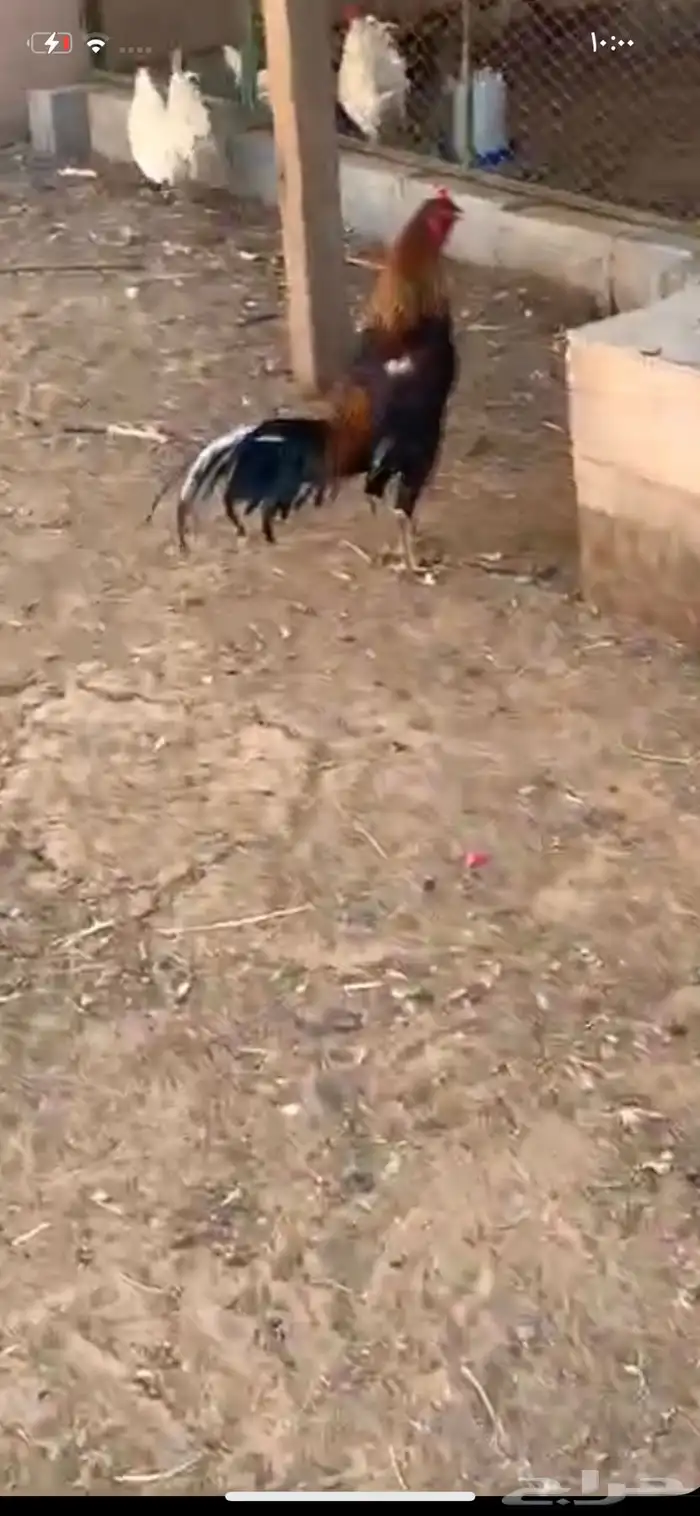 طقم دجاج بكستاني 6