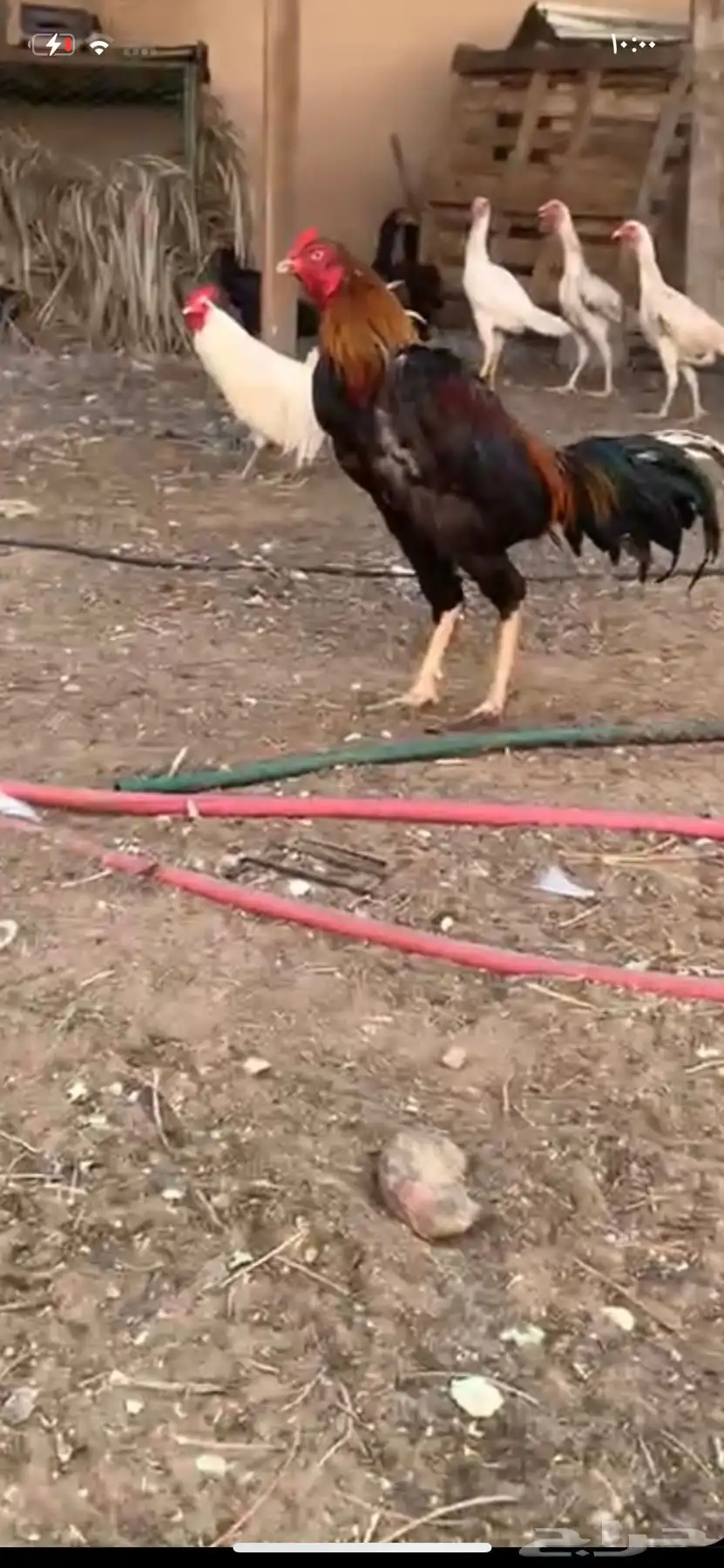 طقم دجاج بكستاني 7