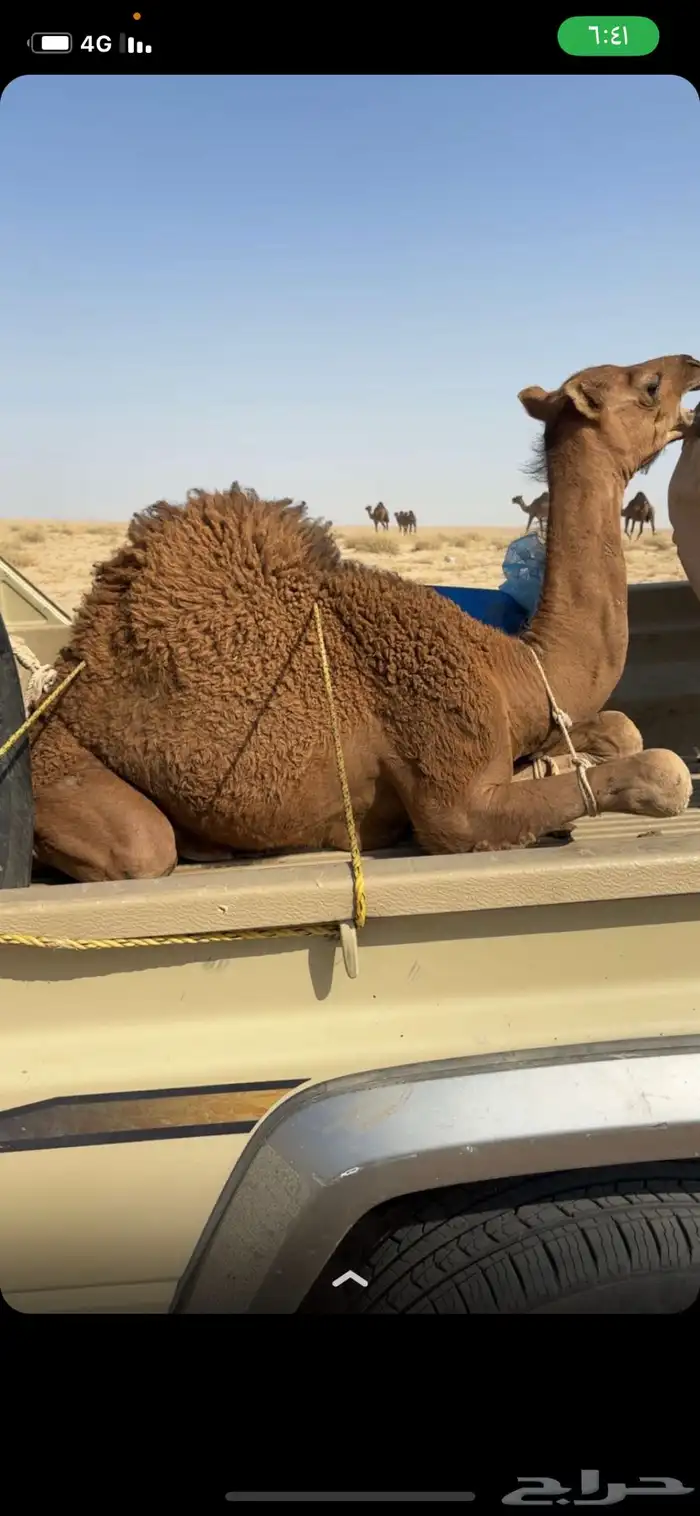 قعود سمين نظيف عمره 6 شهور سوم 5000 0