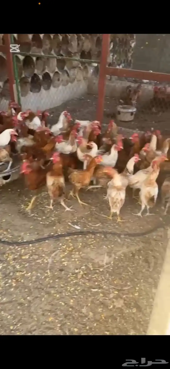 دجاج بلدي ديوك 2