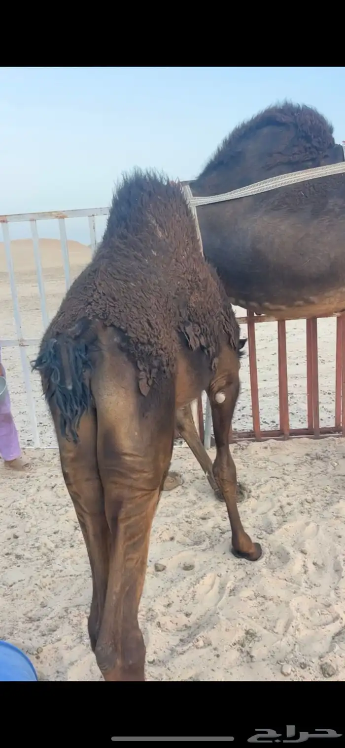حشو - حيران فاخره - للمناسبات 1