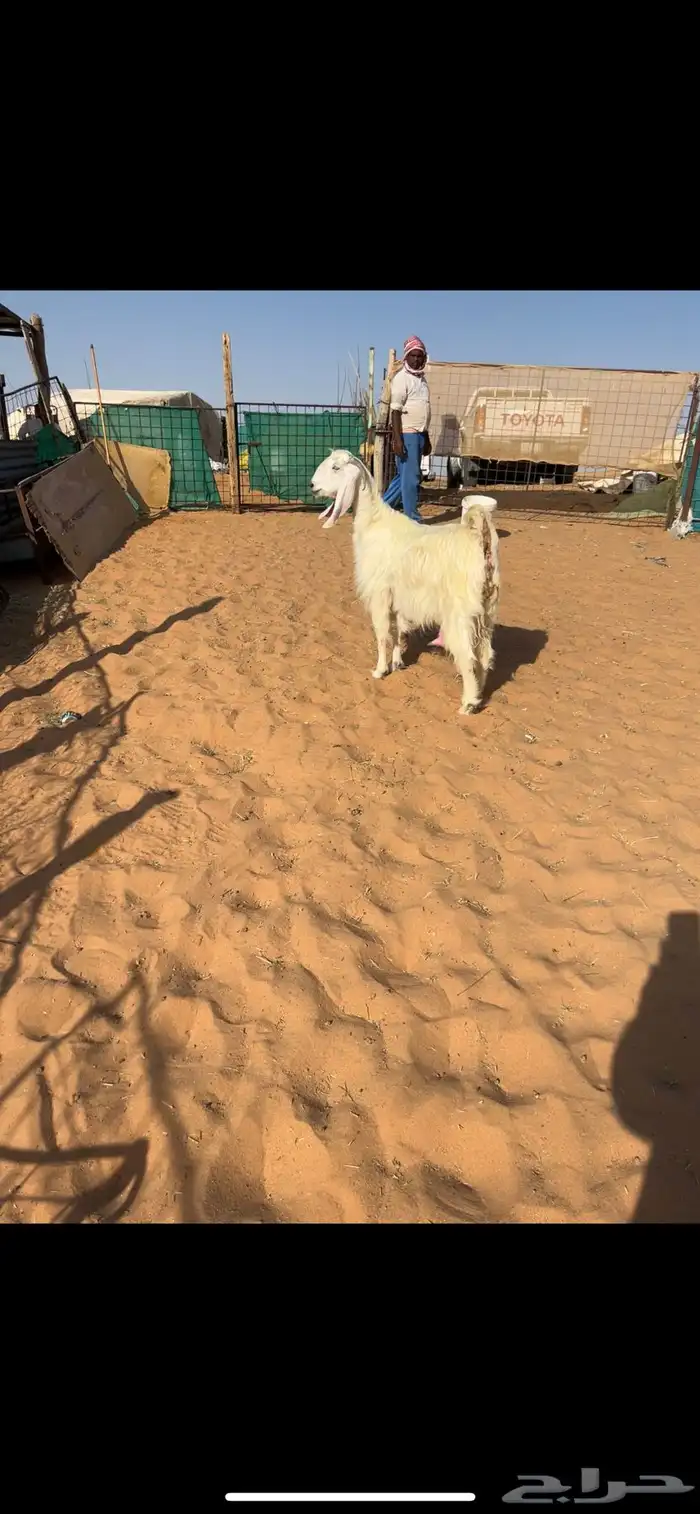 عنز ميته عياله ((تم البيع)) 0