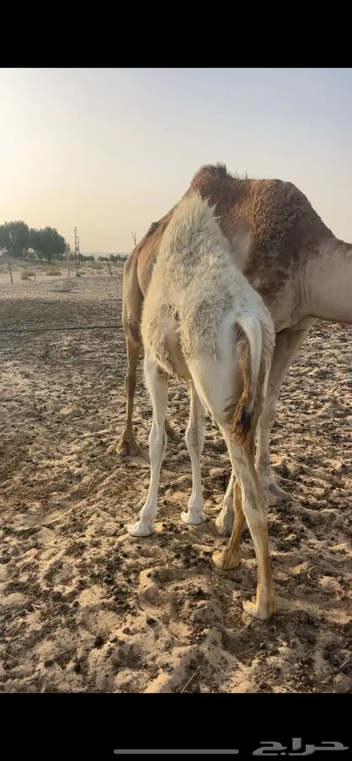 حشو - حيران فاخره - للمناسبات 4