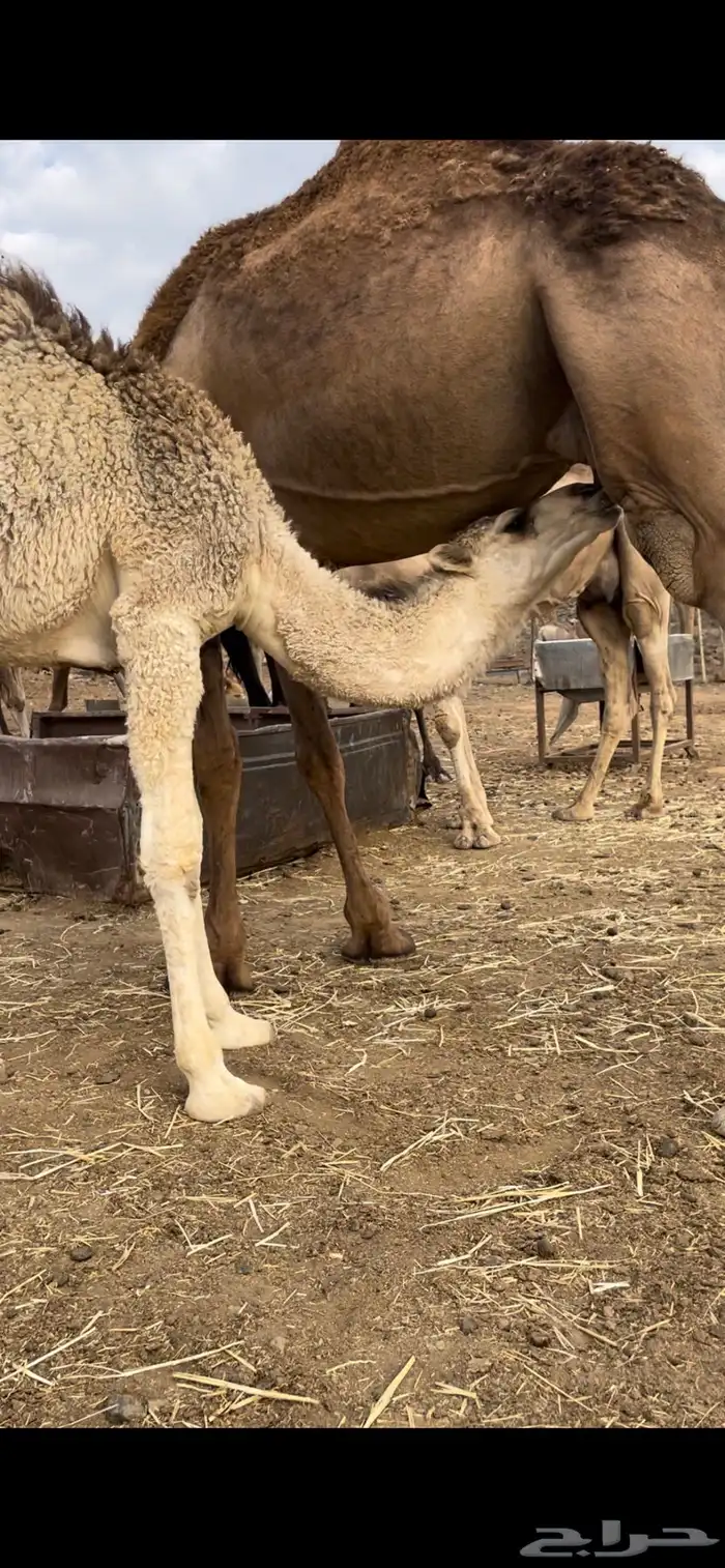 بكرتين للبيع على حليب امهاتها 1