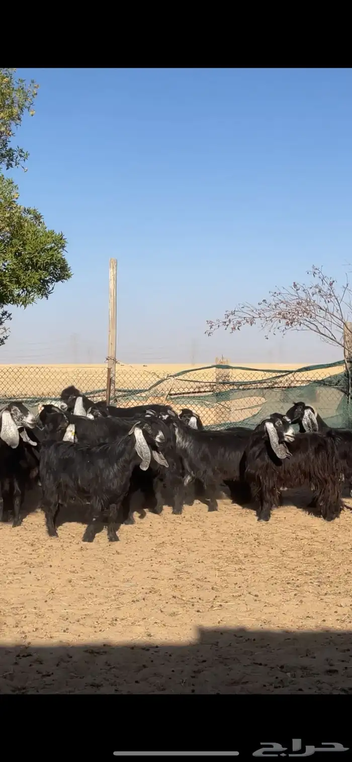 معزا عوارض معرفات مراح بفحلها 7