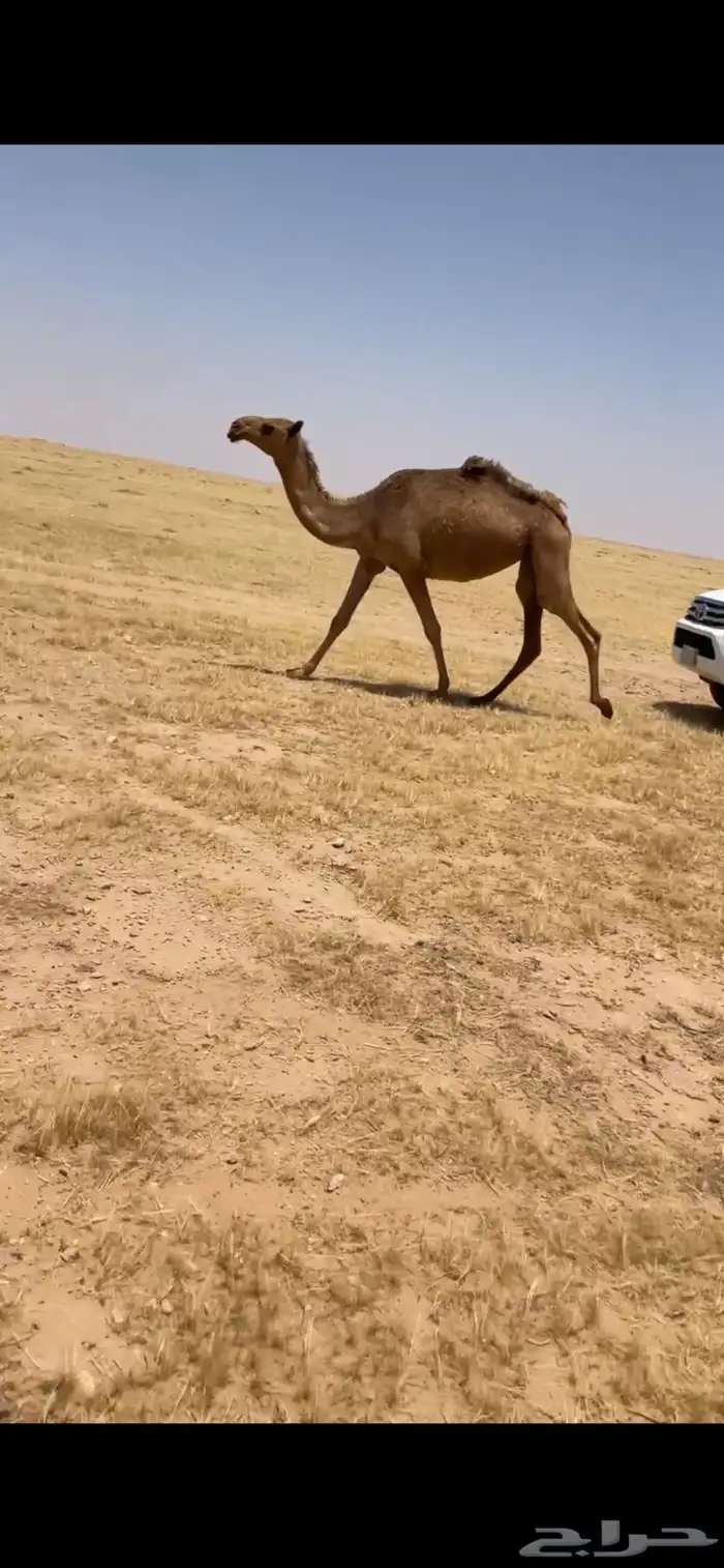 بكره 1