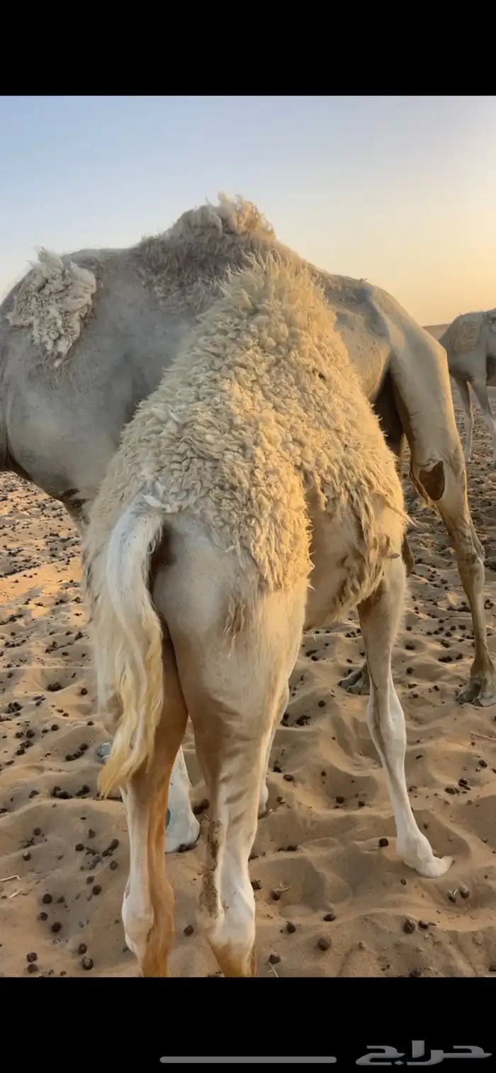 حشو - حيران فاخره - للمناسبات 3