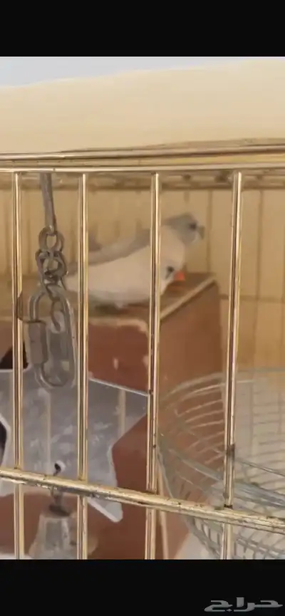 طيور زينه للبيع. زوبرا 0