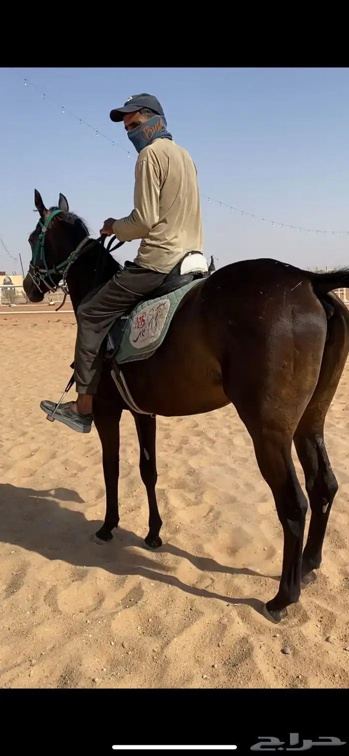 فرس انقليزيه حاضنه بكر 4