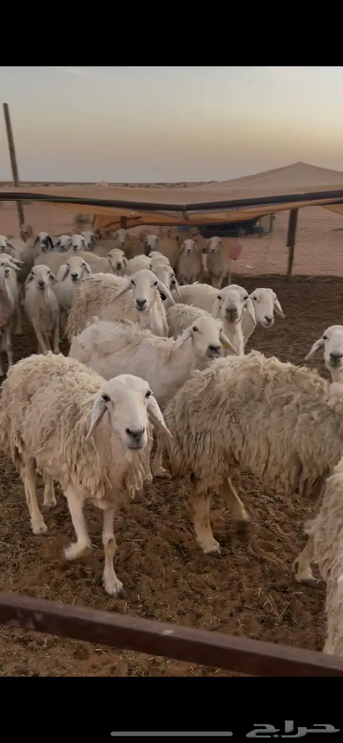 حريات حرش للبيع 0