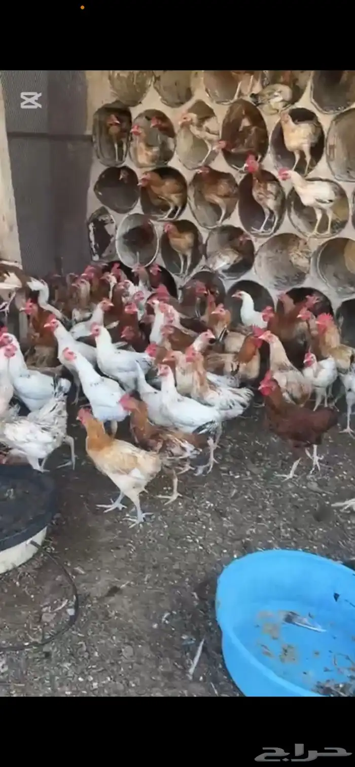 دجاج بلدي ديوك 4