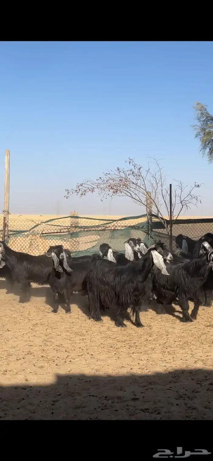 معزا عوارض معرفات مراح بفحلها 9