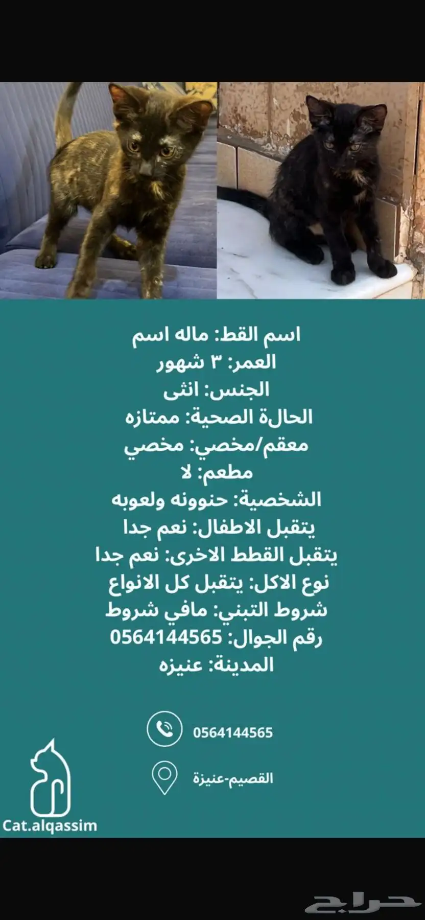 حيوانات 0