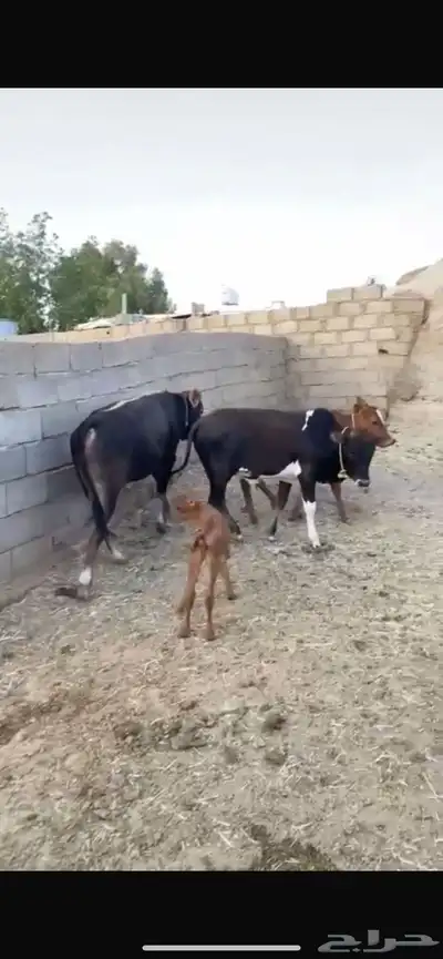 عدد 2 حسلان للبيع 3