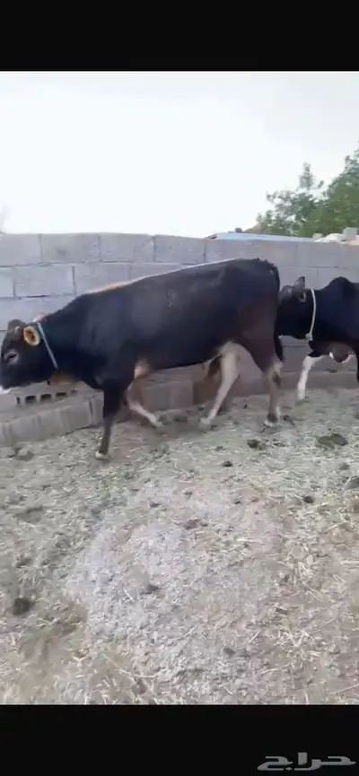 عدد 2 حسلان للبيع 0