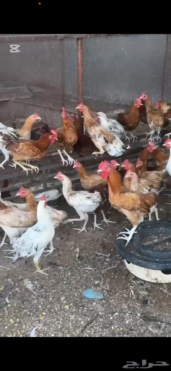 دجاج بلدي ديوك 5