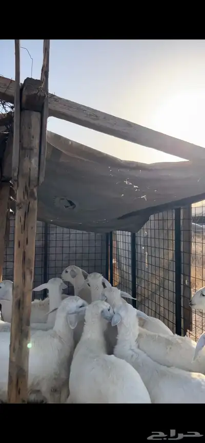 رخال 12 1