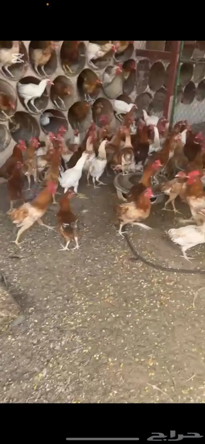 دجاج بلدي ديوك 1