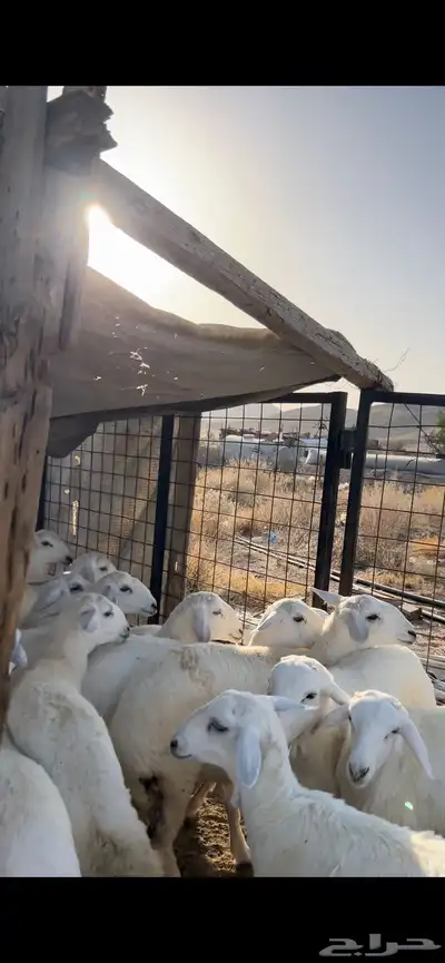 رخال 12 0