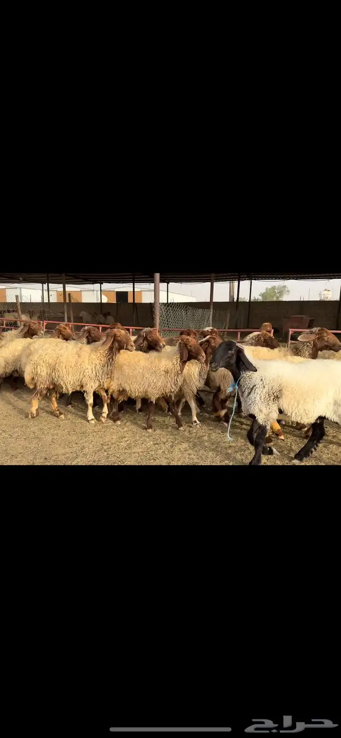 غنم نعيم دفيع 0