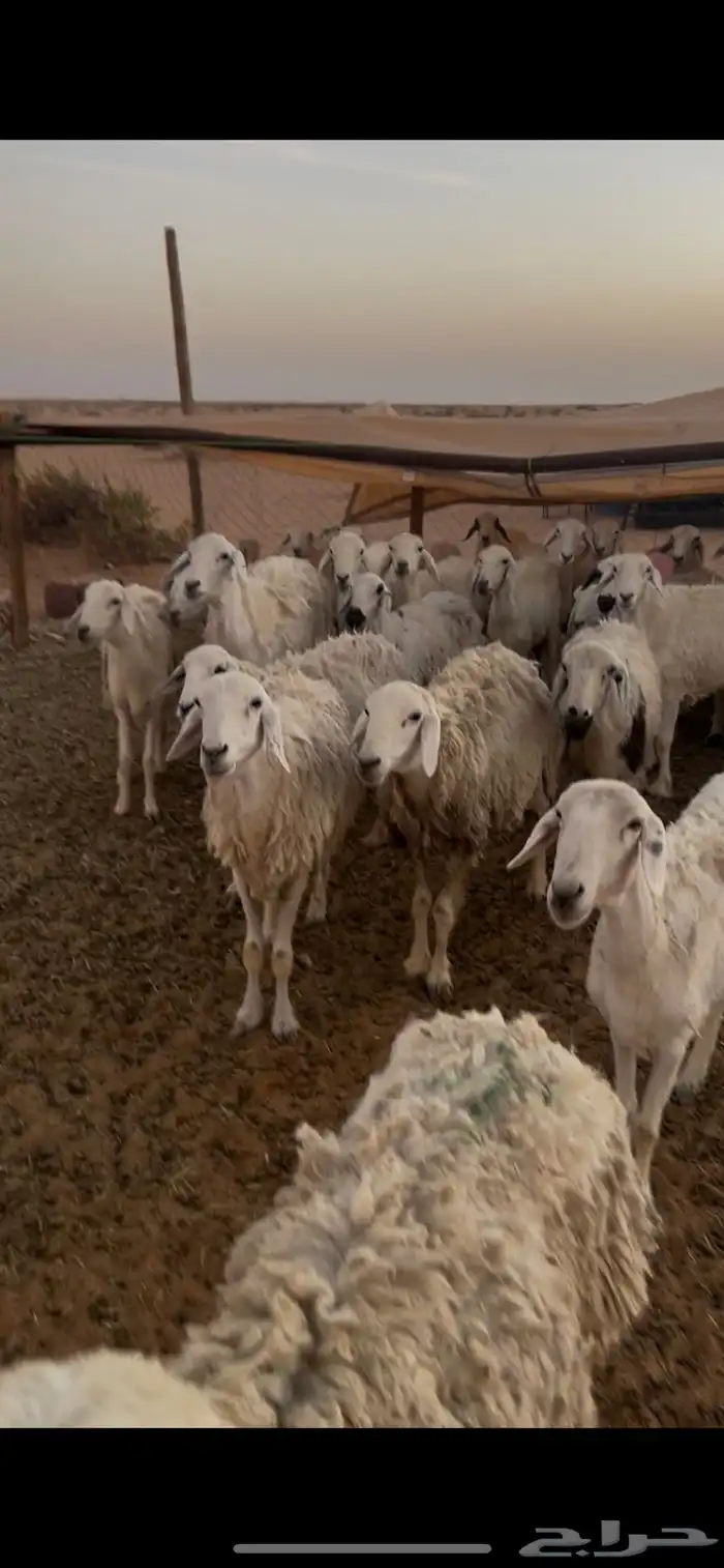 حريات حرش للبيع 2