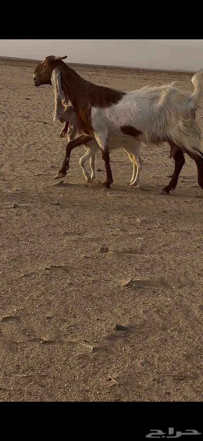 عنز هولنديه(تم البيع) 1