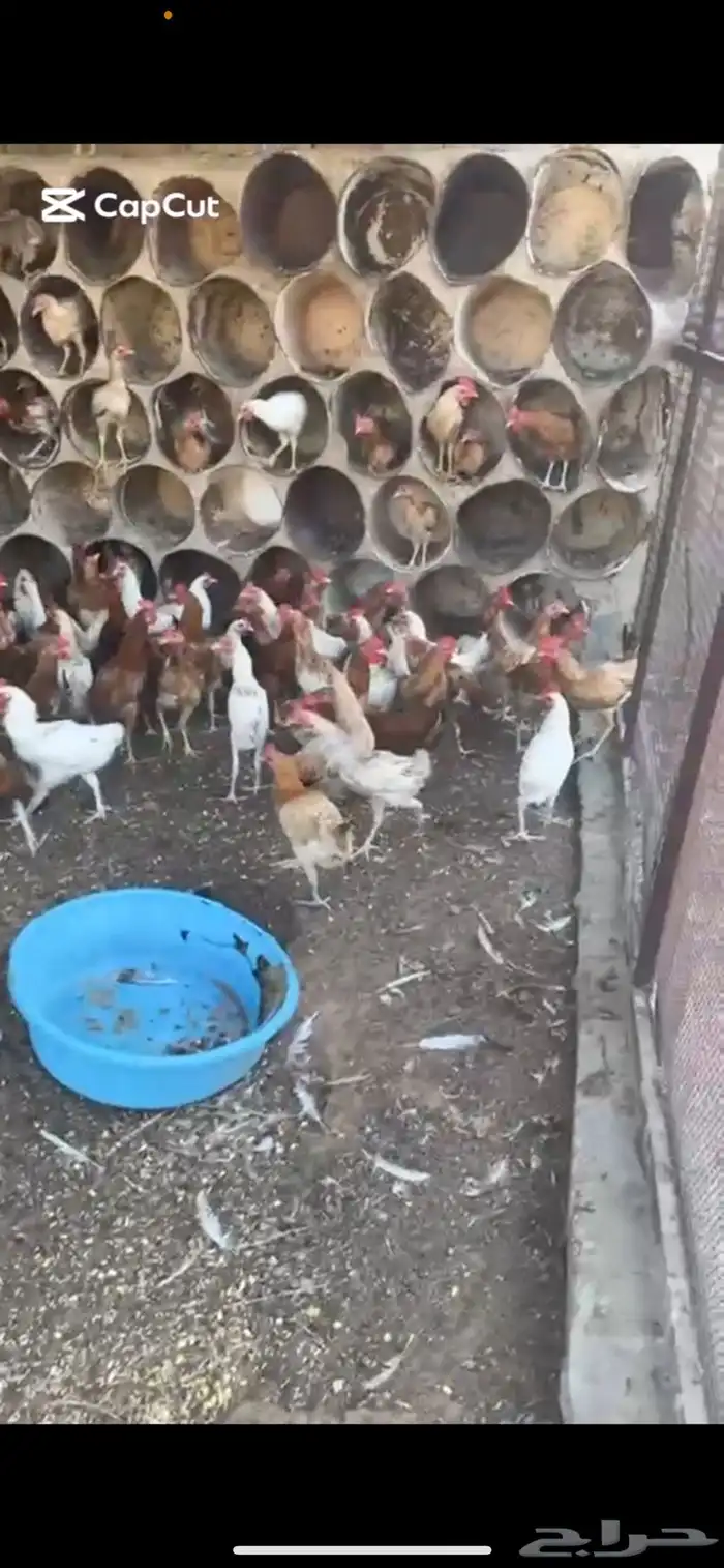 دجاج بلدي ديوك 3