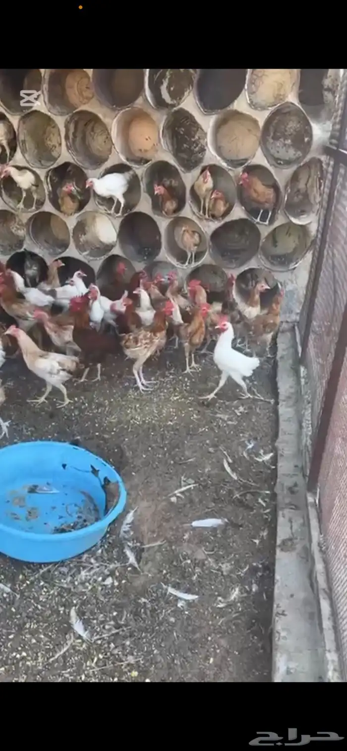 دجاج بلدي ديوك 6